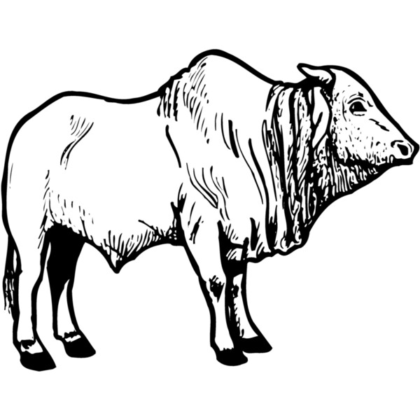 COW021 Thumbnail