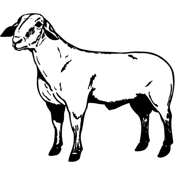 SHEEP008 Thumbnail