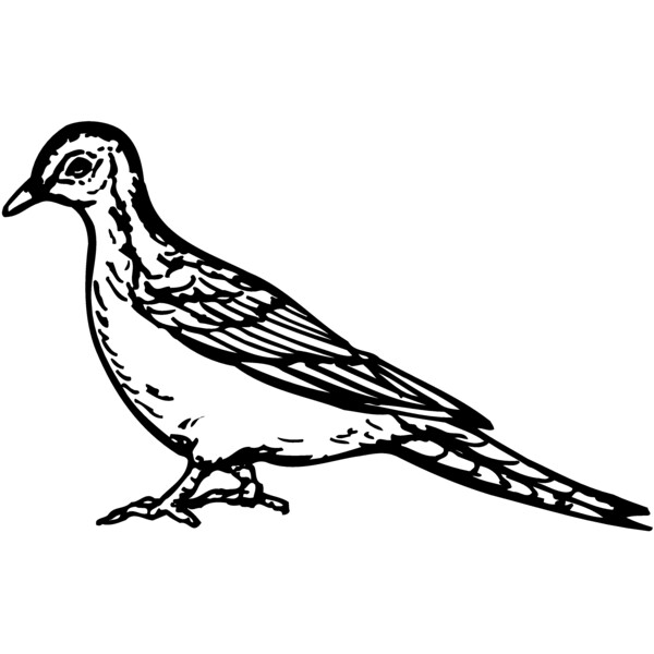BIRD034 Thumbnail