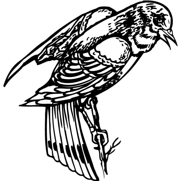 BIRD051 Thumbnail