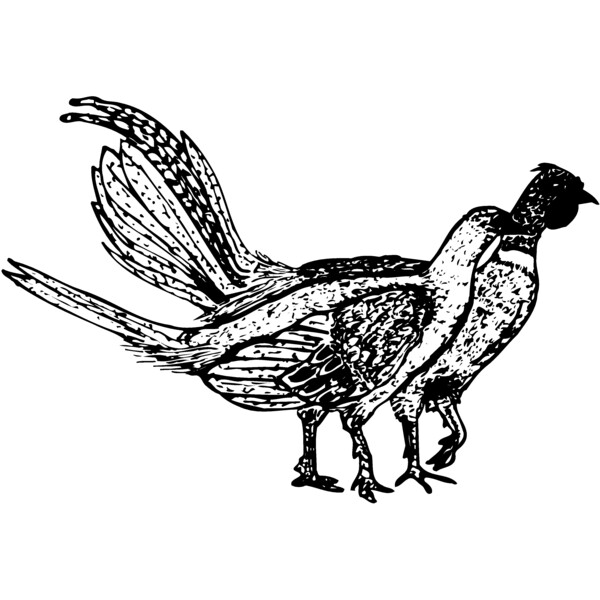BIRD057 Thumbnail
