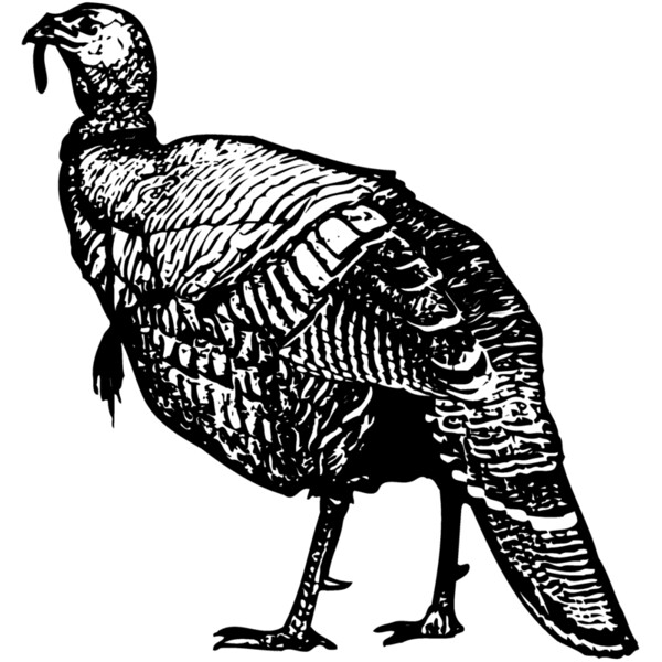 BIRD059 Thumbnail