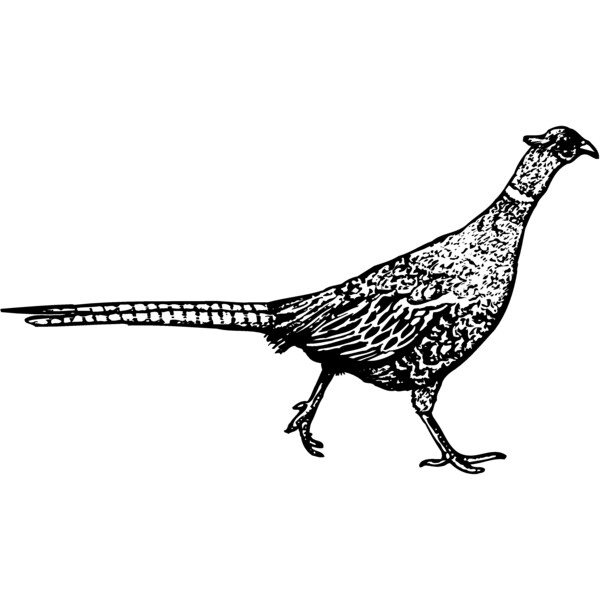 BIRD061 Thumbnail