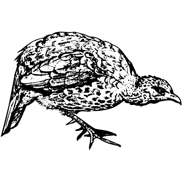 BIRD071 Thumbnail