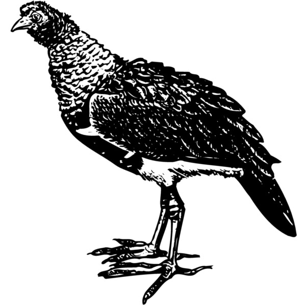 BIRD092 Thumbnail