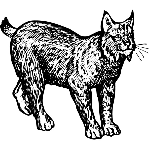 BOBCAT02 Thumbnail