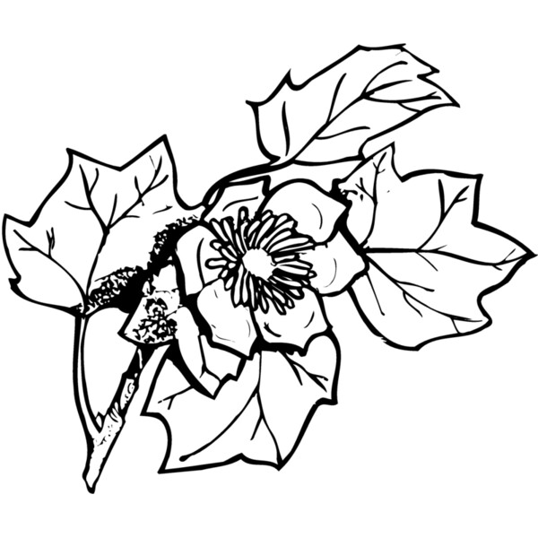 FLOWER09 Thumbnail