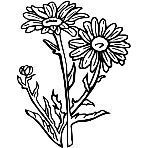 FLOWER17 Thumbnail